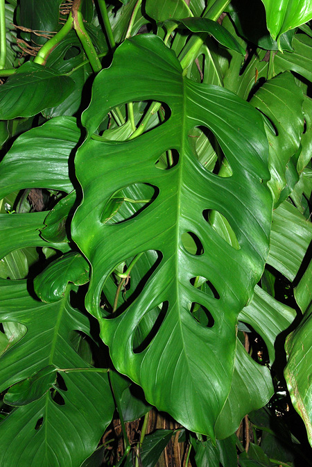Monstera acacoyaguensis