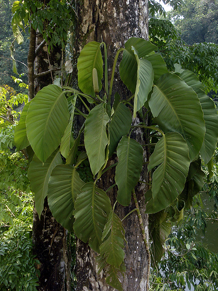 Monstera acuminata
