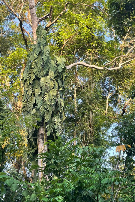 Monstera acuminata