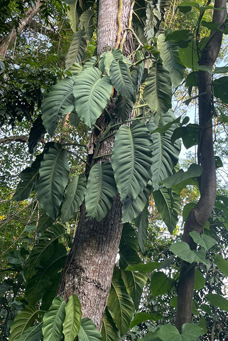 Monstera acuminata