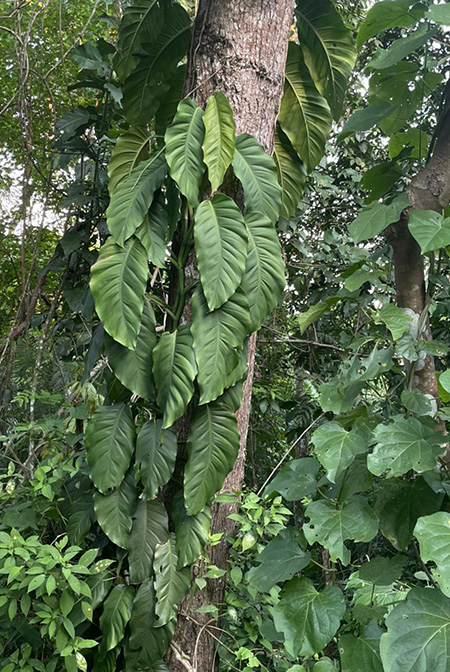 Monstera acuminata