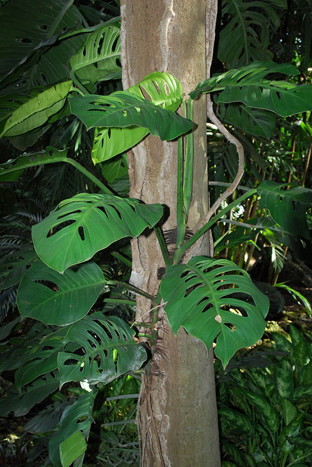 Monstera acuminata
