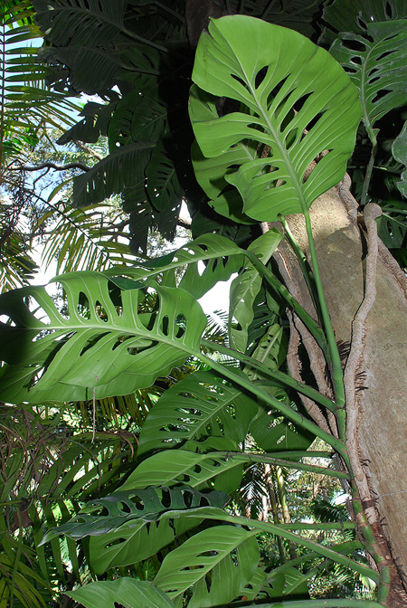 Monstera acuminata