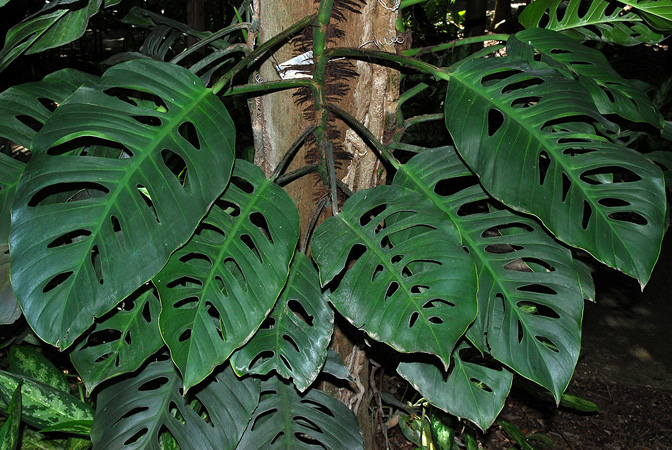 Monstera acuminata
