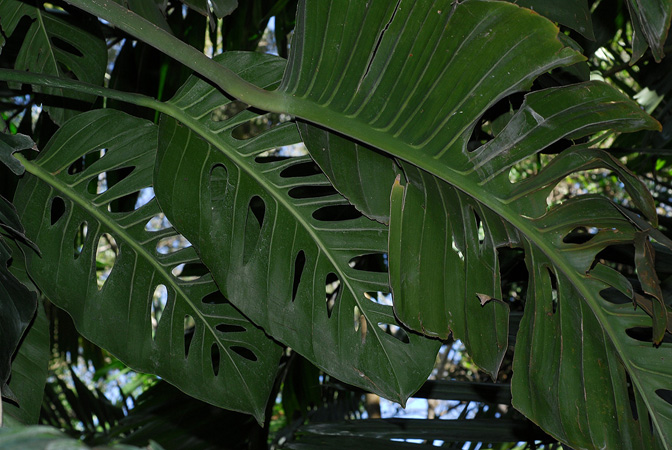 Monstera acuminata