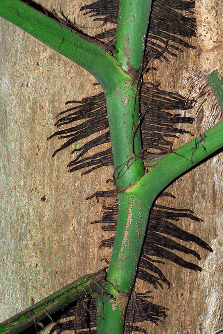 Monstera acuminata