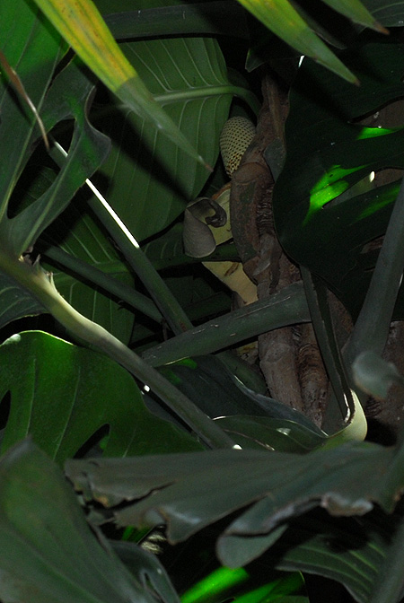 Monstera acuminata