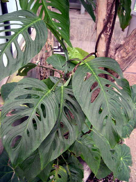 Monstera adansonii