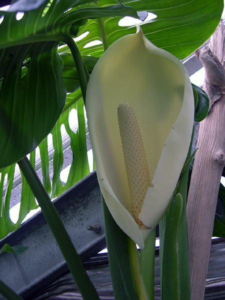 Monstera adansonii