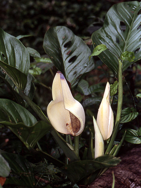 Monstera adansonii