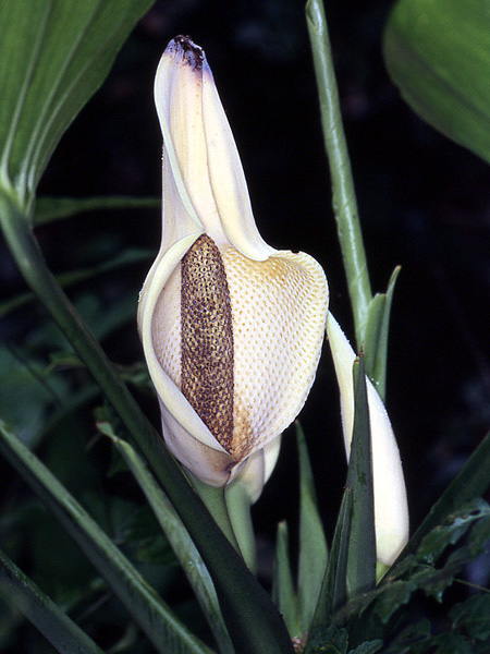Monstera adansonii
