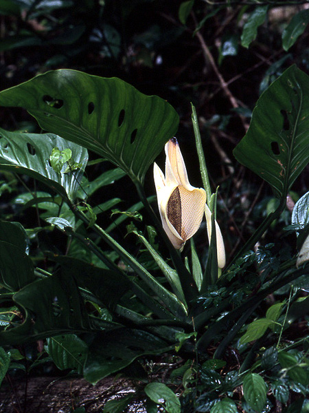 Monstera adansonii