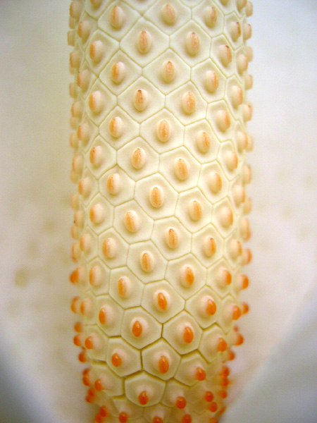 Monstera adansonii