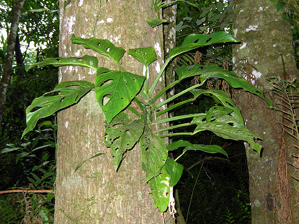Monstera adansonii