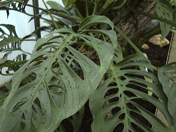 Monstera adansonii