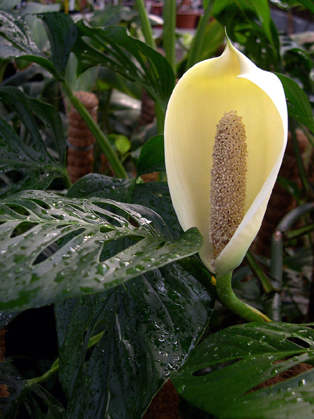Monstera adansonii