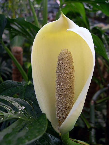 Monstera adansonii