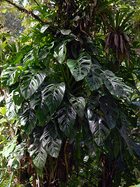 Monstera adansonii