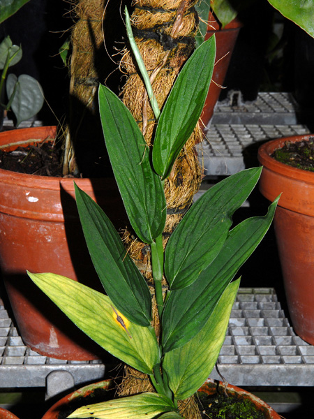 Monstera barrieri