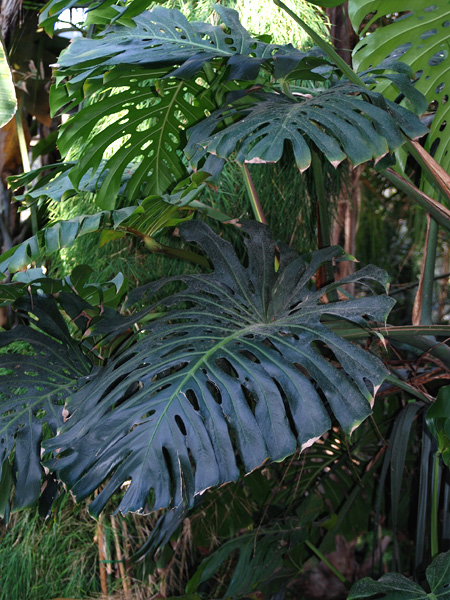 Monstera deliciosa