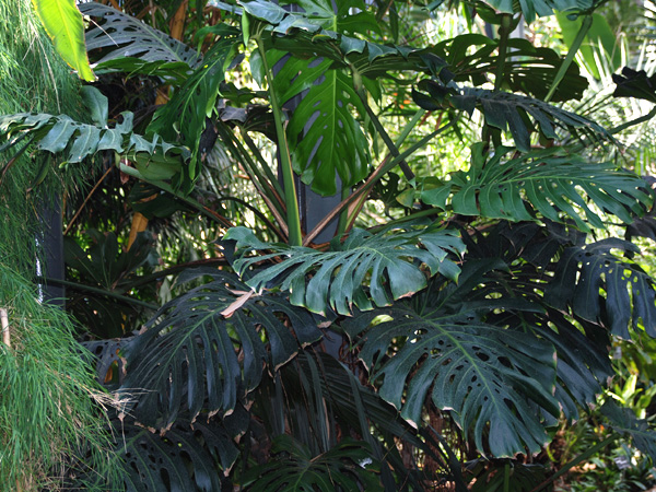 Monstera deliciosa