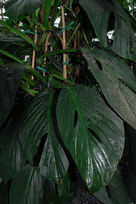 Monstera dissecta