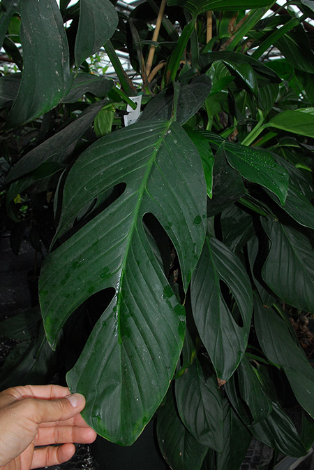 Monstera dissecta