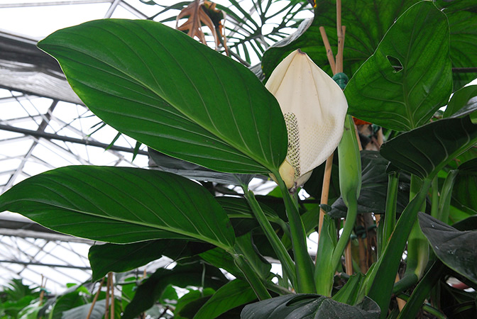Monstera dissecta