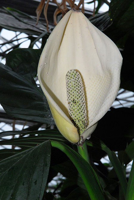 Monstera dissecta