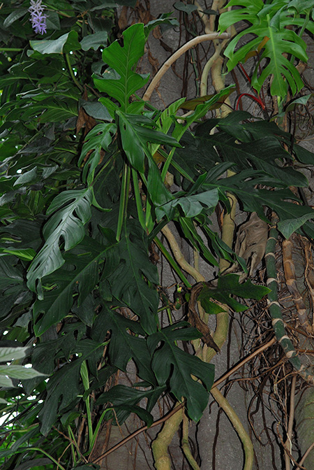 Monstera dissecta