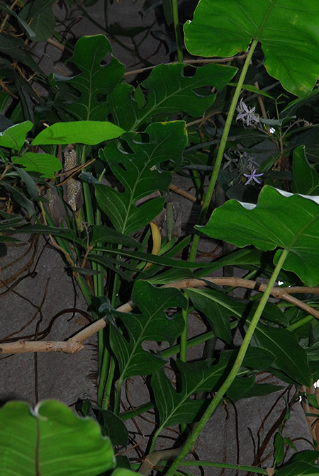 Monstera dissecta