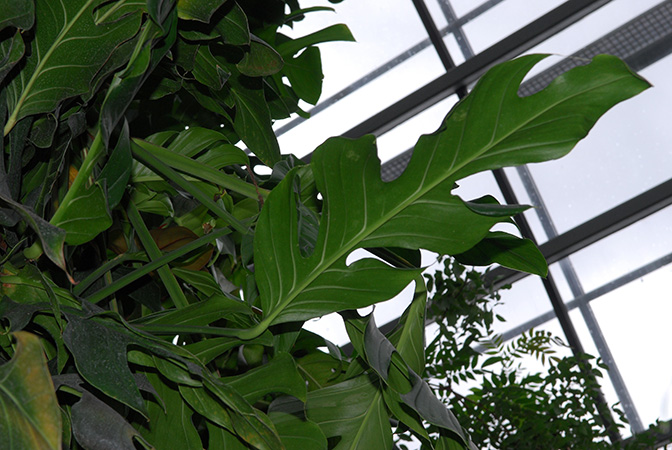 Monstera dissecta