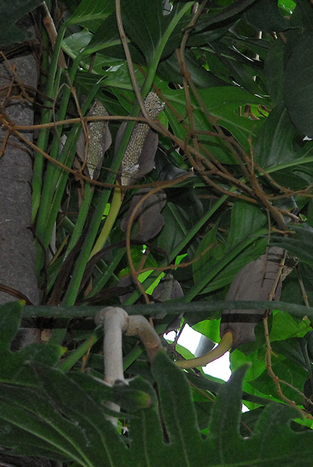 Monstera dissecta