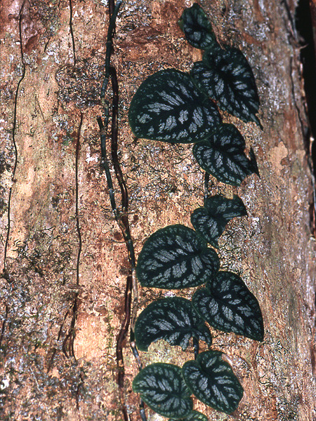 Monstera dubia