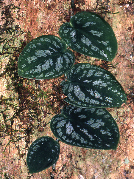 Monstera dubia