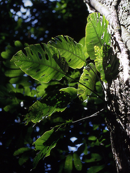 Monstera dubia