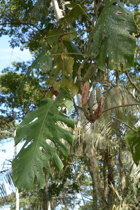 Monstera dubia