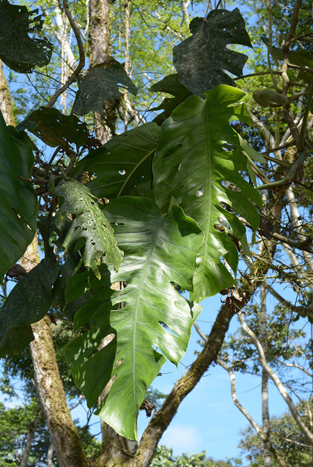 Monstera dubia