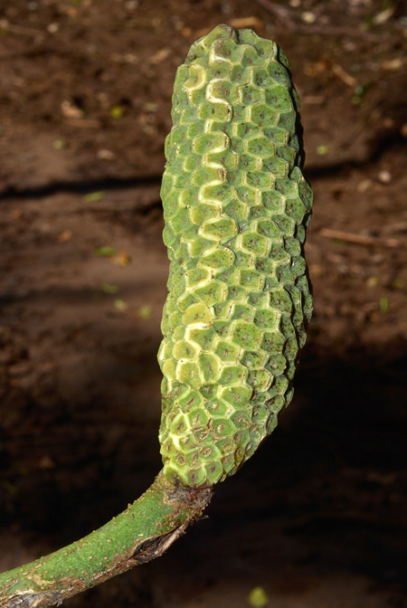 Monstera dubia