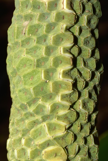 Monstera dubia