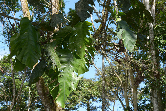 Monstera dubia