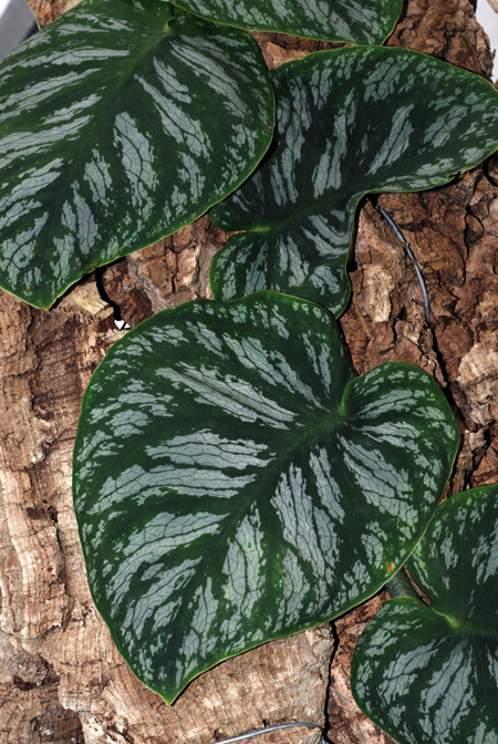 Monstera dubia
