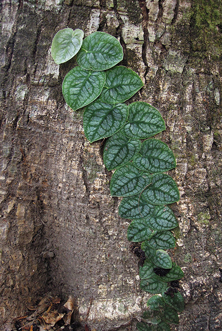 Monstera dubia