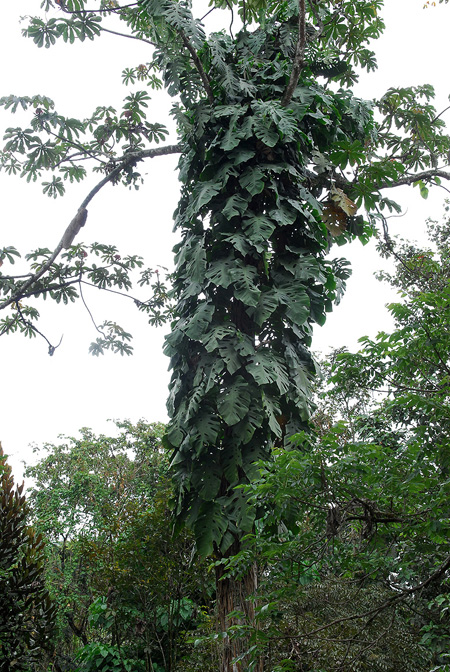 Monstera dubia