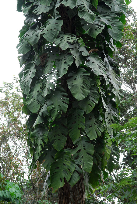 Monstera dubia