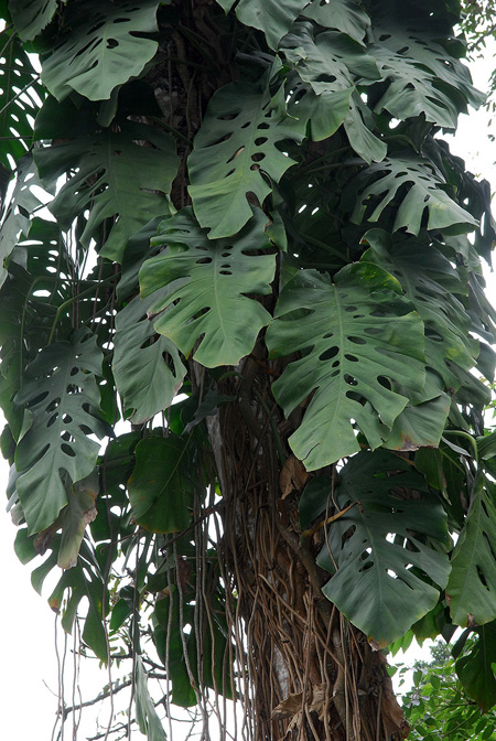 Monstera dubia