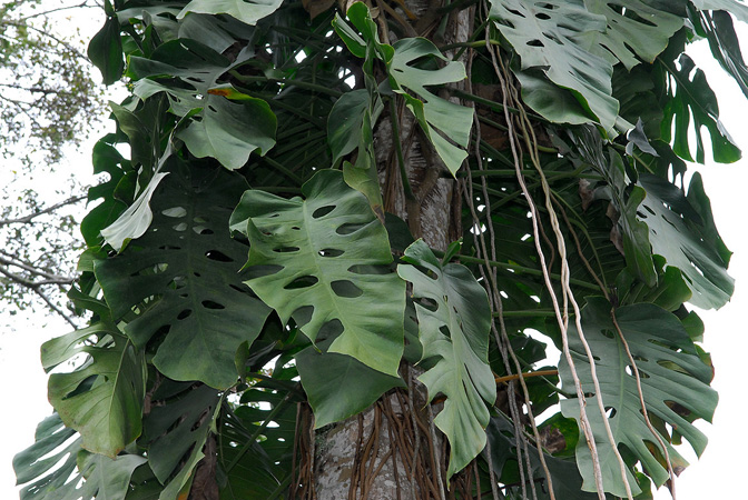 Monstera dubia