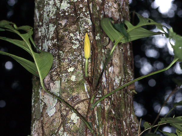 Monstera expilata