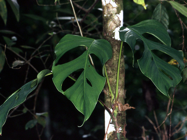 Monstera expilata