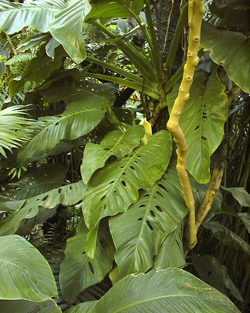 Monstera lechleriana